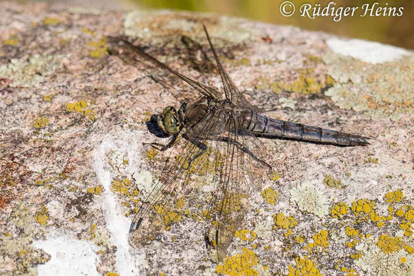 Orthetrum cancellatum (Großer Blaupfeil) Weibchen