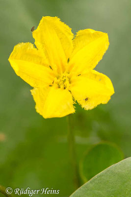 Nymphoides peltatum (Seekanne)