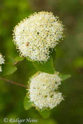 Viburnum lantana (Wolliger Schneeball), 30.4.2019