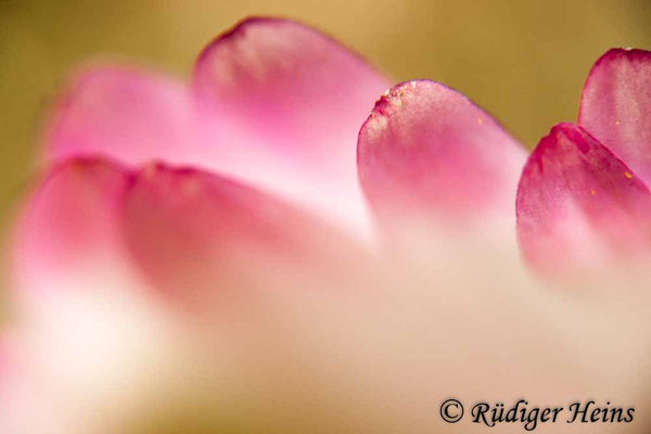 Bellis perennis (Gänseblümchen)