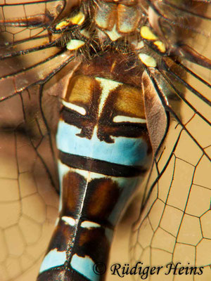 Aeshna mixta, Herbst-Mosaikjungfer, Männchen