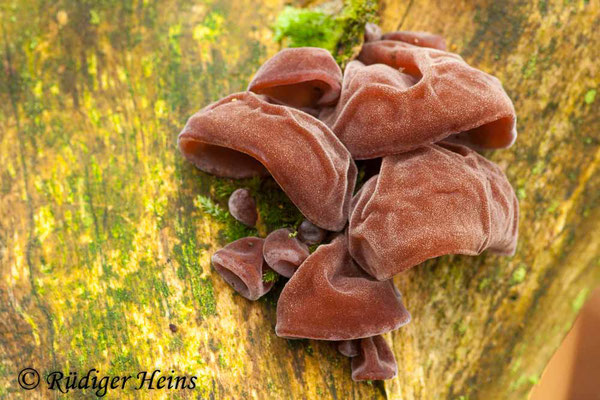 Auricularia auricula-judae (Judasohr), 18.11.2007