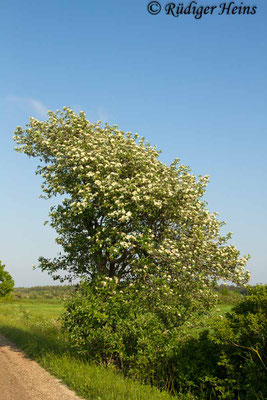 Sorbus intermedia (Schwedische Mehlbeere), 5.6.2014