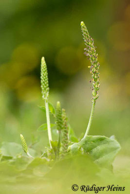 Plantago major (Breitwegerich), 21.7.2019