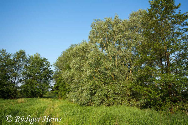 Isoaeschna isoceles, Keilfleck-Mosaikjungfer, Ruhehabitat
