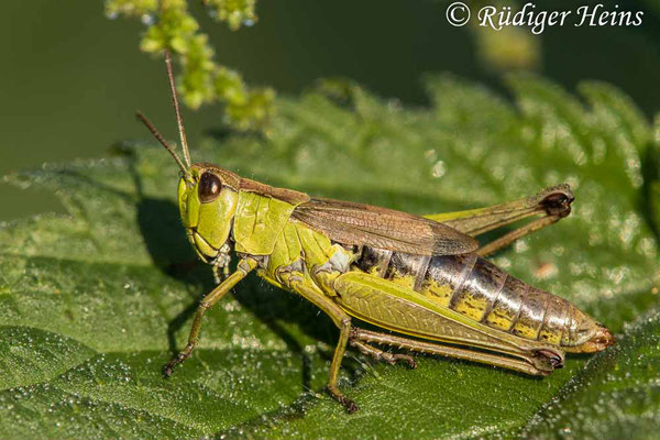 Pseudochorthippus montanus (Sumpfgrashüpfer) Weibchen, 11.8.2020