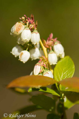 Vaccinium corymbosum, Amerikanische Heidelbeere
