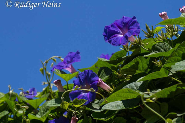 Ipomoea purpurea (Purpur-Prunkwinde), 14.5.2015