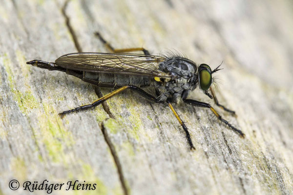 Neoitamus cyanurus (Gemeiner Strauchdieb) Weibchen, 20.7.2020