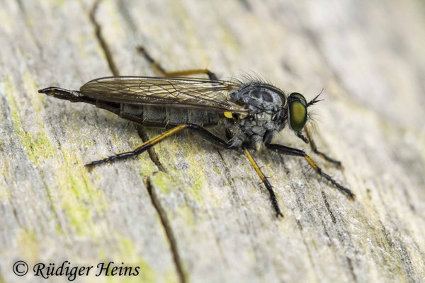Neoitamus cyanurus (Gemeiner Strauchdieb) Weibchen