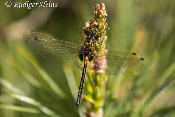 Leucorrhinia dubia (Kleine Moosjungfer) junges Männchen, 31.5.2023