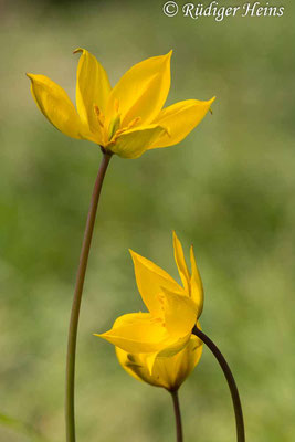 Tulipa sylvestris (Wilde Tulpe), 28.4.2021