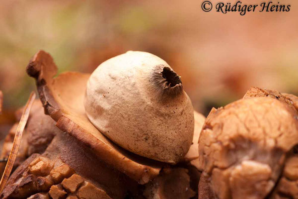 Geastrum triplex (Halskrausen-Erdstern), 18.11.2015