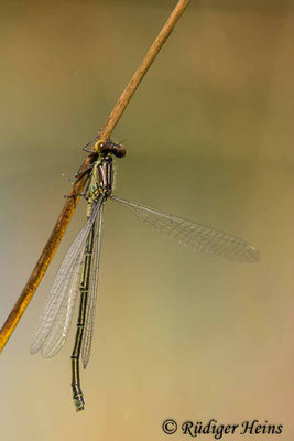 Erythromma viridulum (Kleines Granatauge) junges Weibchen, 11.8.2021