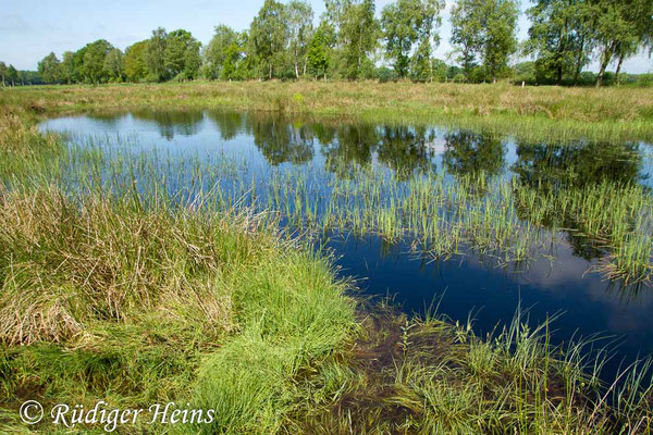 Coenagrion lunulatum (Mond-Azurjungfer) Habitat, 26.5.2017