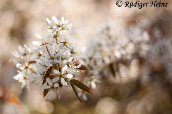 Amelanchier ovalis (Gewöhnliche Felsenbirne), 18.4.2020