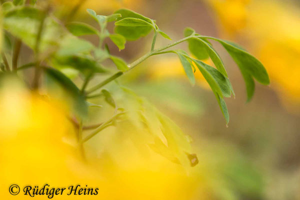 Pseudofumaria lutea (Gelber Lerchensporn), 14.10.2020