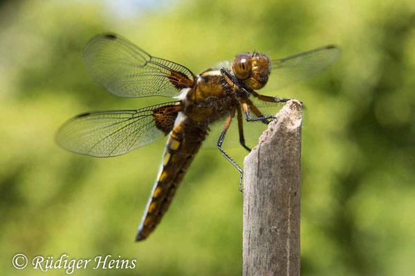Libellula depressa, Plattbauch, Männchen