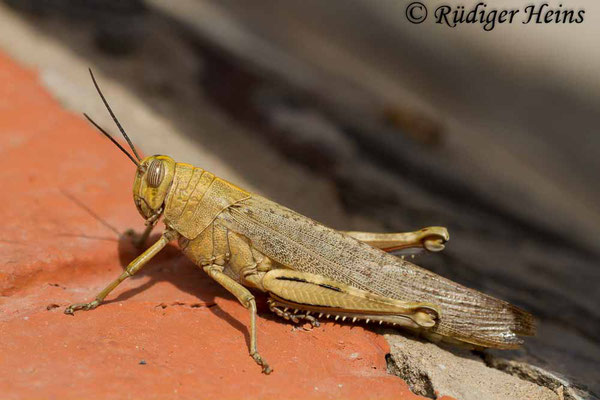 Anacridium aegyptium (Ägyptische Wanderheuschrecke) Weibchen, 1.8.2015