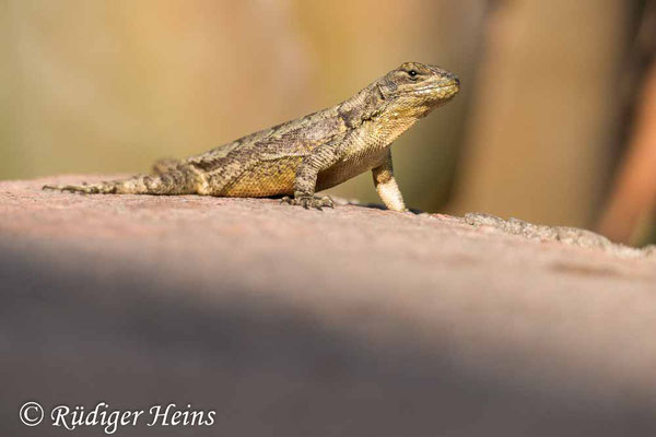 Mesquite-Stachelschuppenleguan (Sceloporus grammicus), 20.11.2023 - Panasonic DMC-FZ 1000