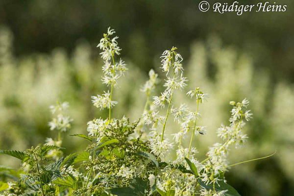 Stachelgurke (Echinocystis lobata), 20.8.2024 - Telezoom 100-400mm/f5,6-8