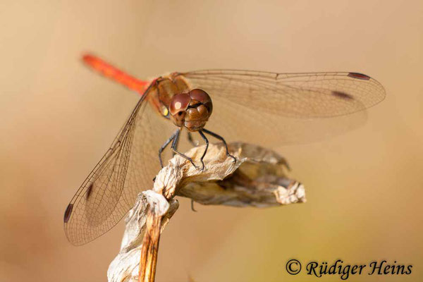Sympetrum striolatum (Große Heidelibelle) Männchen, 20.9.2009