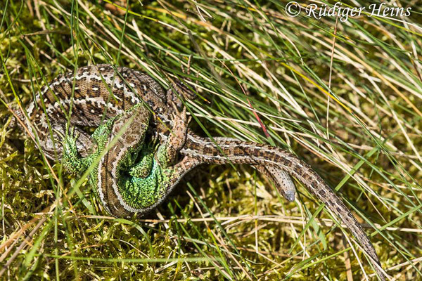 Lacerta agilis (Zauneidechse) Paarung, 4.5.2024