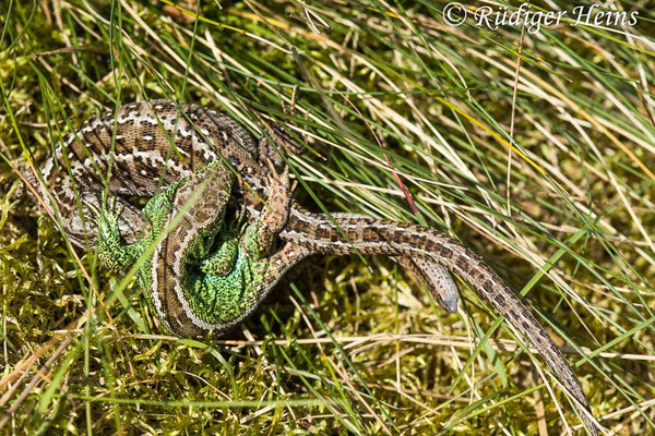 Lacerta agilis (Zauneidechse) Paarung