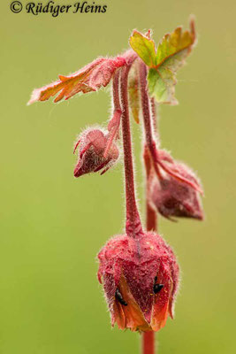 Geum rivale (Bach-Nelkenwurz)