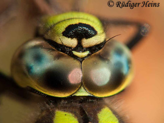 Aeshna cyanea, Blaugrüne Mosaikjungfer, Männchen