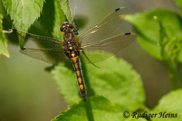 Leucorrhinia rubicunda (Nordische Moosjungfer) Weibchen, 18.5.2017