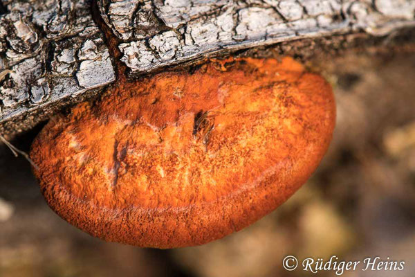 Pycnoporus cinnabarinus (Zinnoberschwamm), 16.4.2021