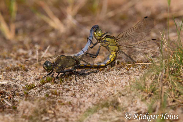 Orthetrum cancellatum (Großer Blaupfeil) Paarung, 5.6.2019