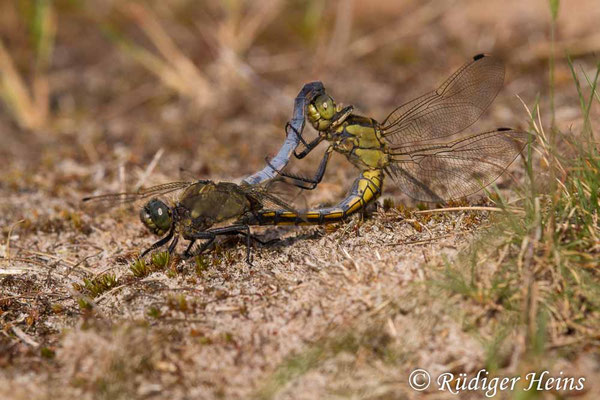 Orthetrum cancellatum (Großer Blaupfeil) Paarung
