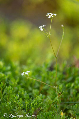 Montia fontana (Bach-Quellkraut), 26.6.2019