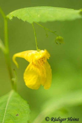 Impatiens noli-tangere (Großes Springkraut), 25.7.2017