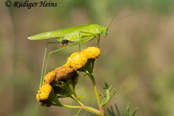 Phaneroptera falcata (Gemeine Sichelschrecke) Weibchen