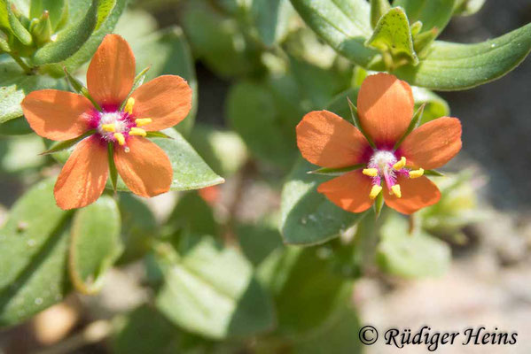 Anagallis arvensis (Acker-Gauchheil), 18.6.2023