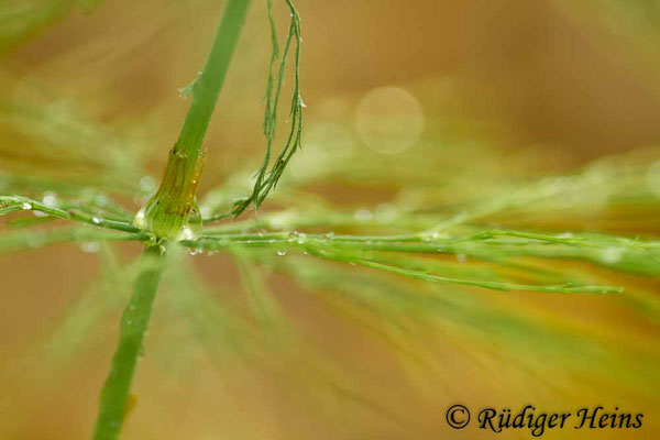 Equisetum sylvaticum (Wald-Schachtelhalm), 30.5.2018