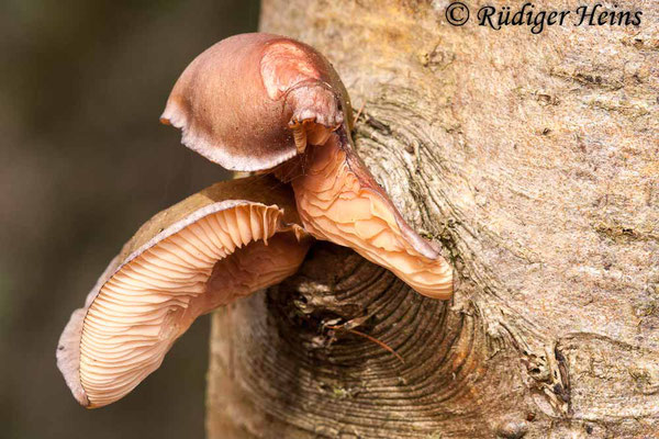 Pleurotus ostreatus (Austernseitling), 1.1.2015