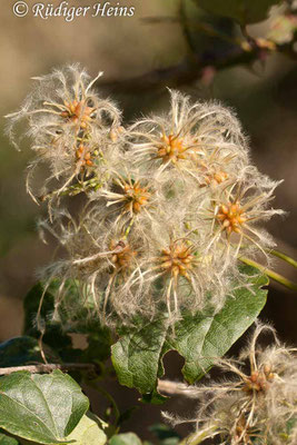 Clematis vitalba (Gewöhnliche Waldrebe), 19.10.2010