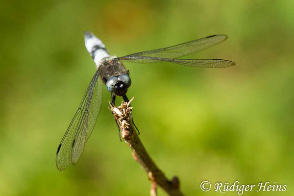 Libellula fulva, Spitzenfleck, Männchen