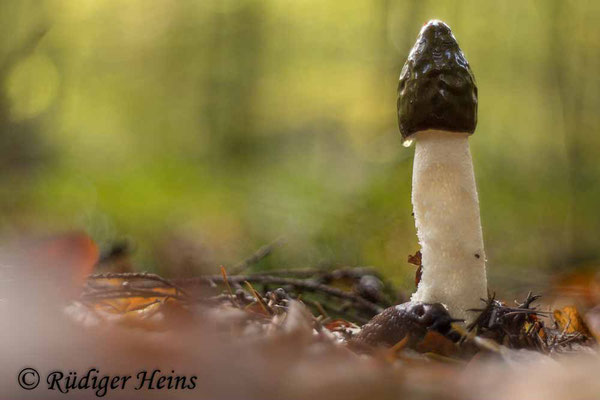 Phallus impudicus (Stinkmorchel), 23.10.2021