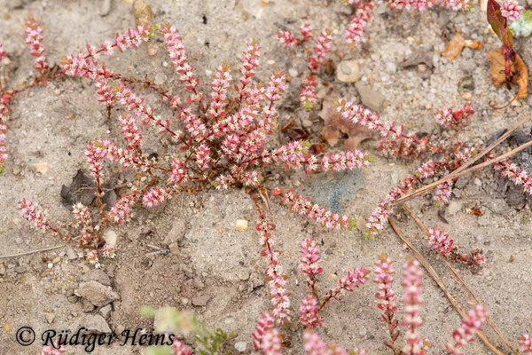 Illecebrum verticillatum (Knorpelkraut), 6.7.2018