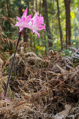 Amaryllis belladonna (Belladonnalilie), 5.10.2021