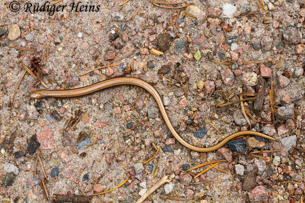 Anguis fragilis (Blindschleiche), 21.7.2018