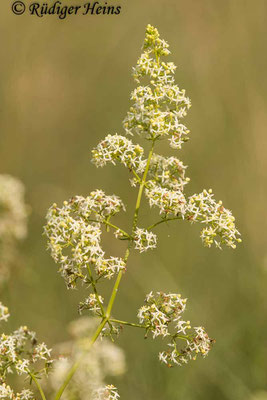 Galium mollugo (Wiesen-Labkraut), 14.7.2020