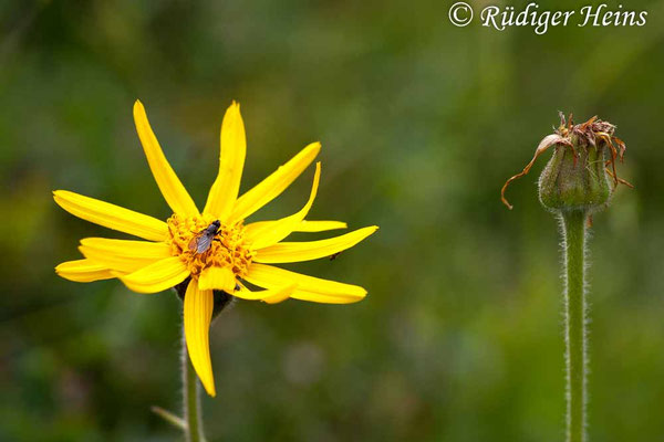 Arnica montana (Echte Arnika)