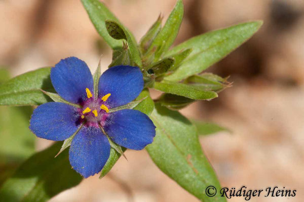 Anagallis foemina (Blauer Gauchheil), 27.6.2010