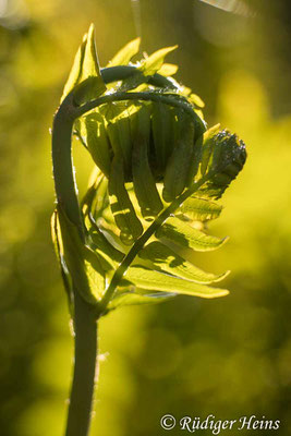 Osmunda regalis (Königsfarn), 27.5.2020